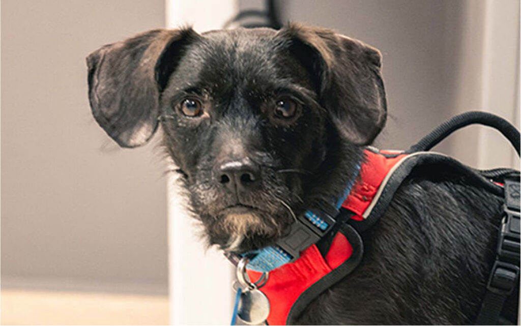 Rendez-vous en ligne Clinique vétérinaire Vet Thelle